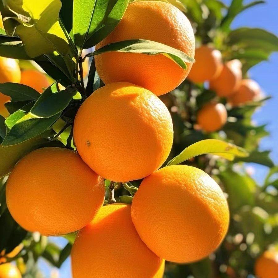 一品优品优水果专卖店