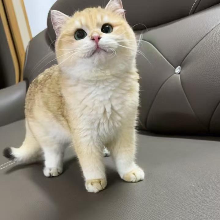 欢欢欢欢欢的🐱