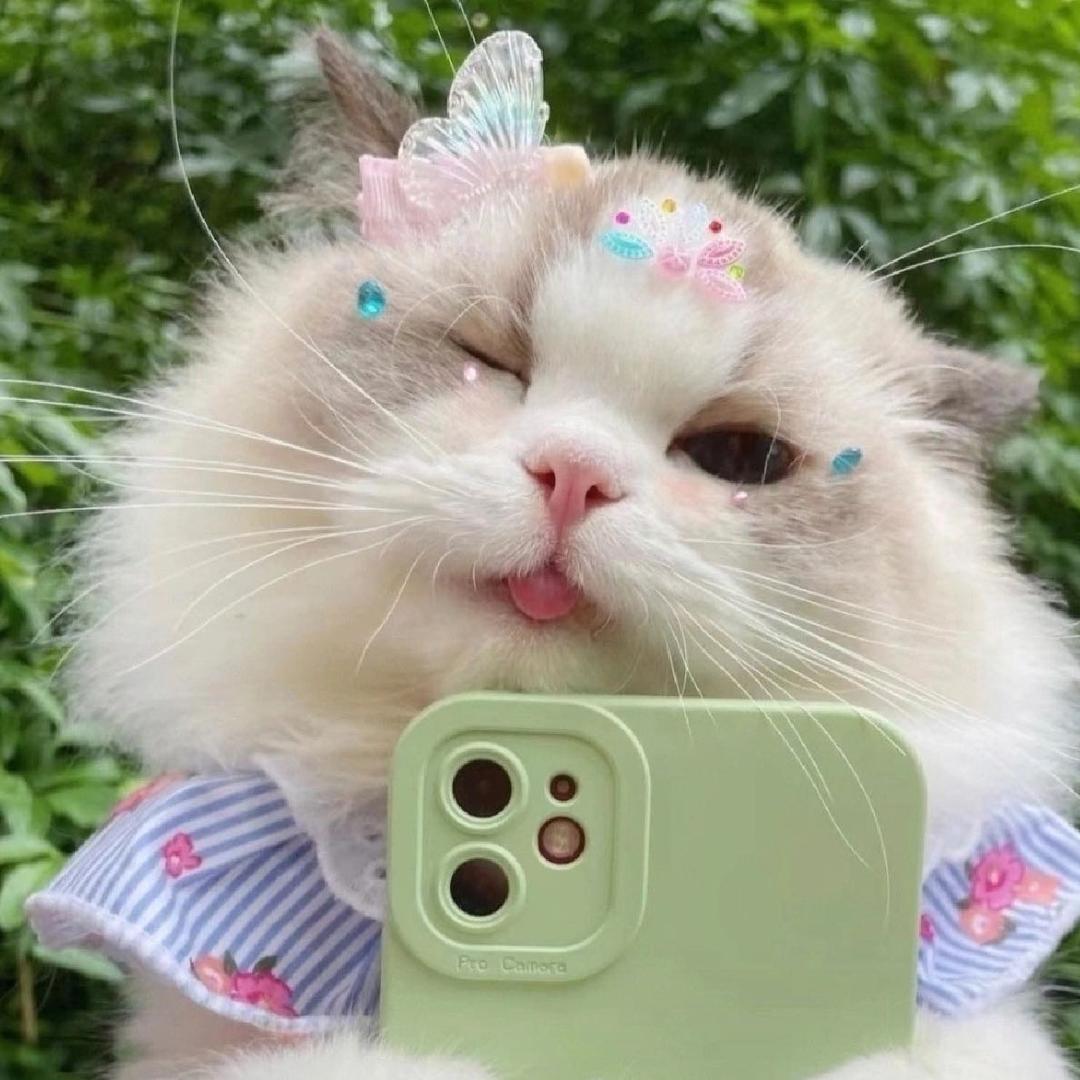 可爱修茂