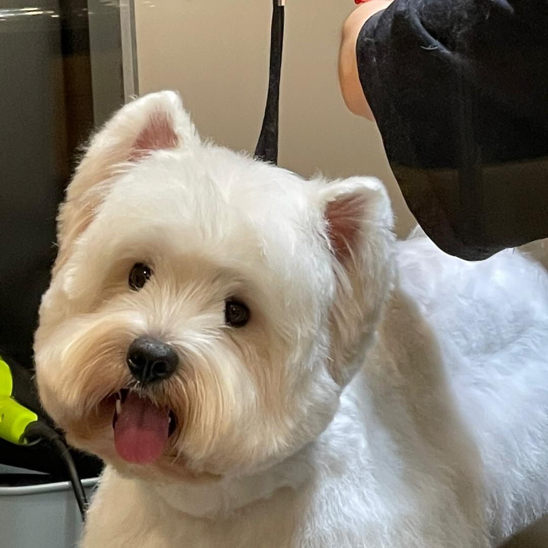 香香鸡腿子