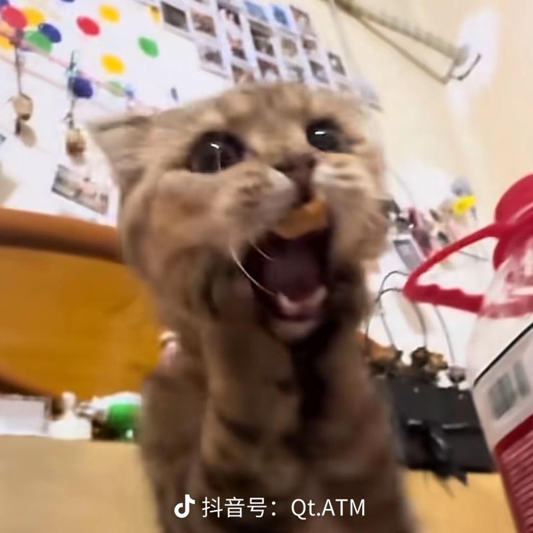 鱼