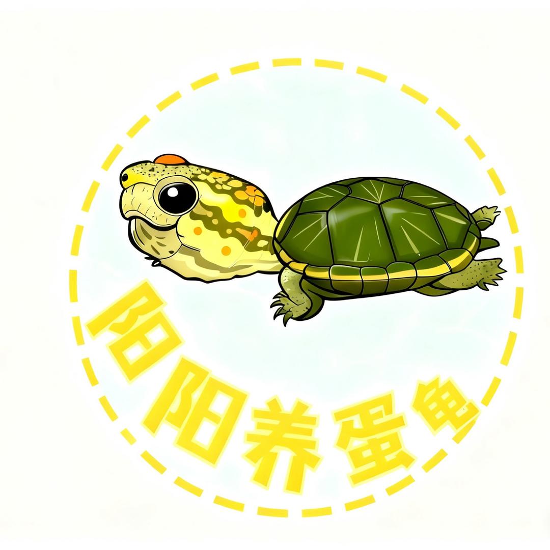 🌈阳阳爱养龟🌈