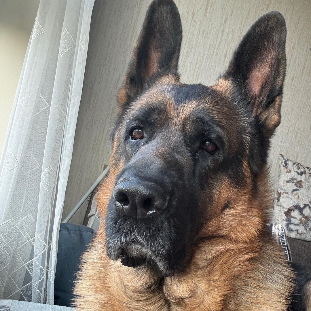 饺子不是饺子🥟