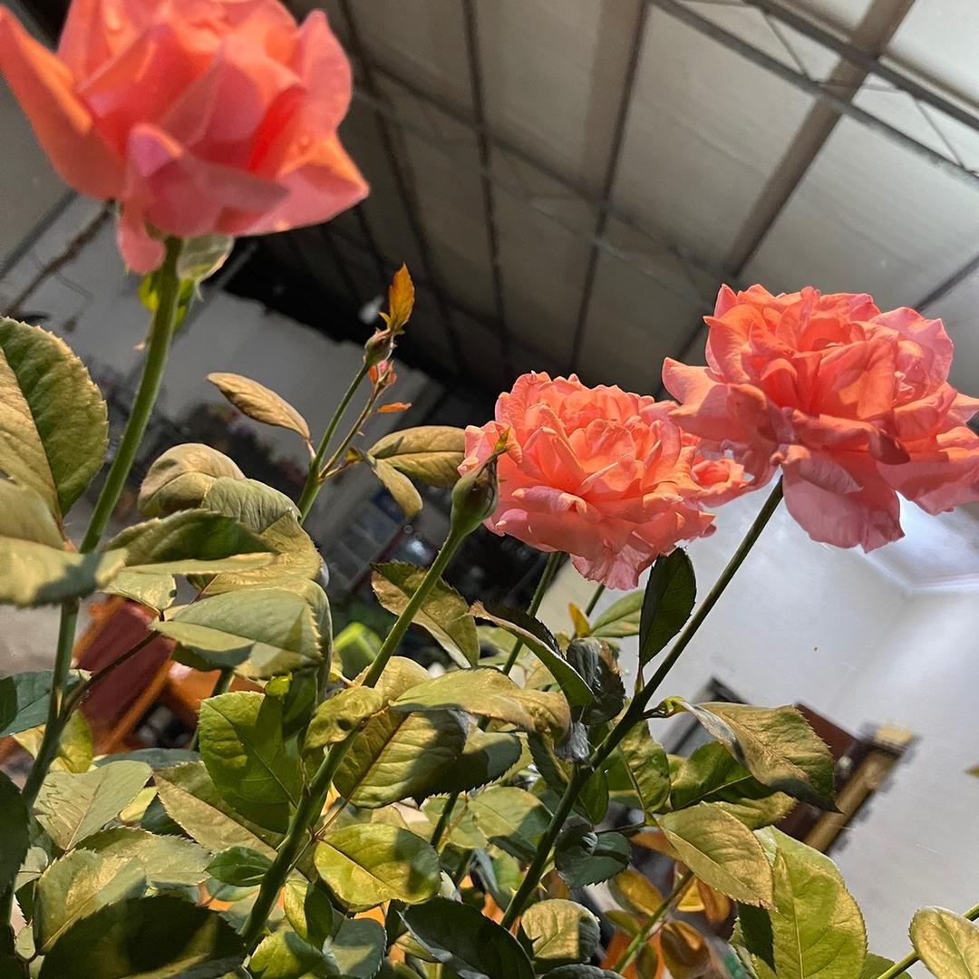 普洱之滇