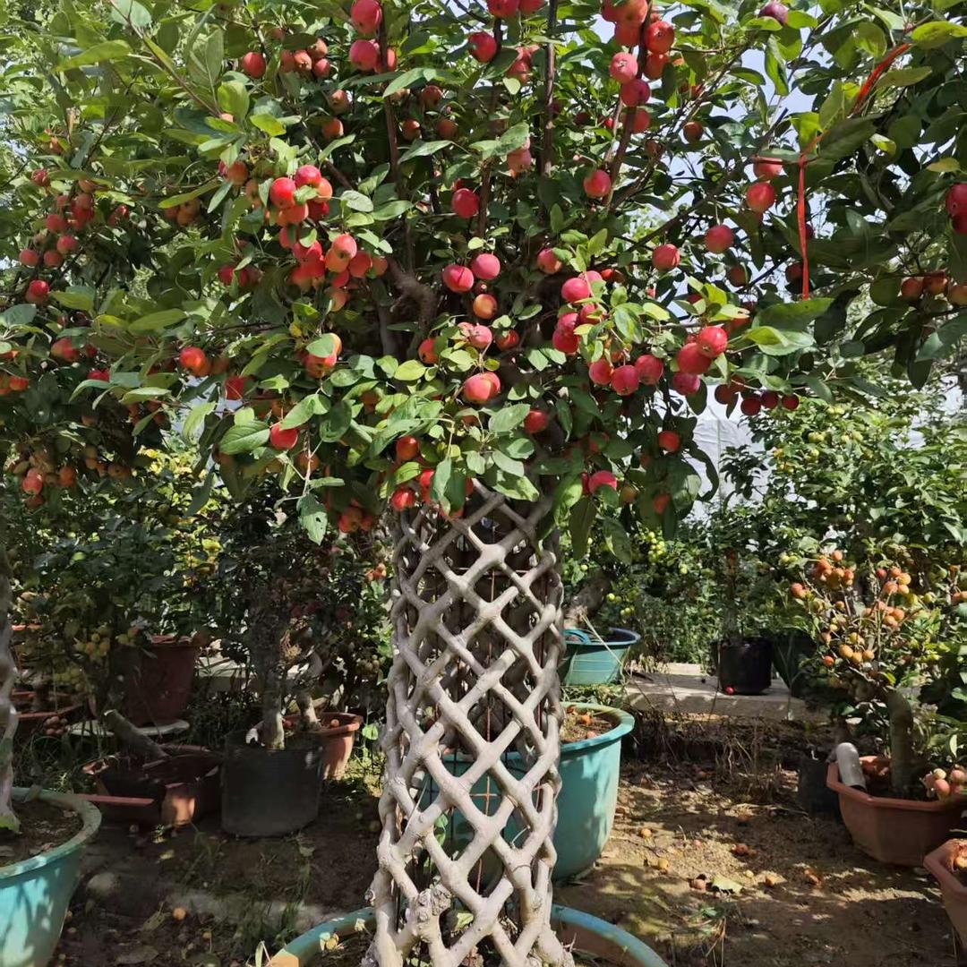 苗木种植果树苗木专营店