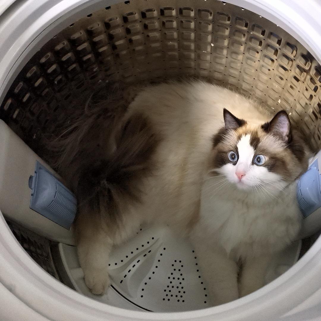 猫咪发财