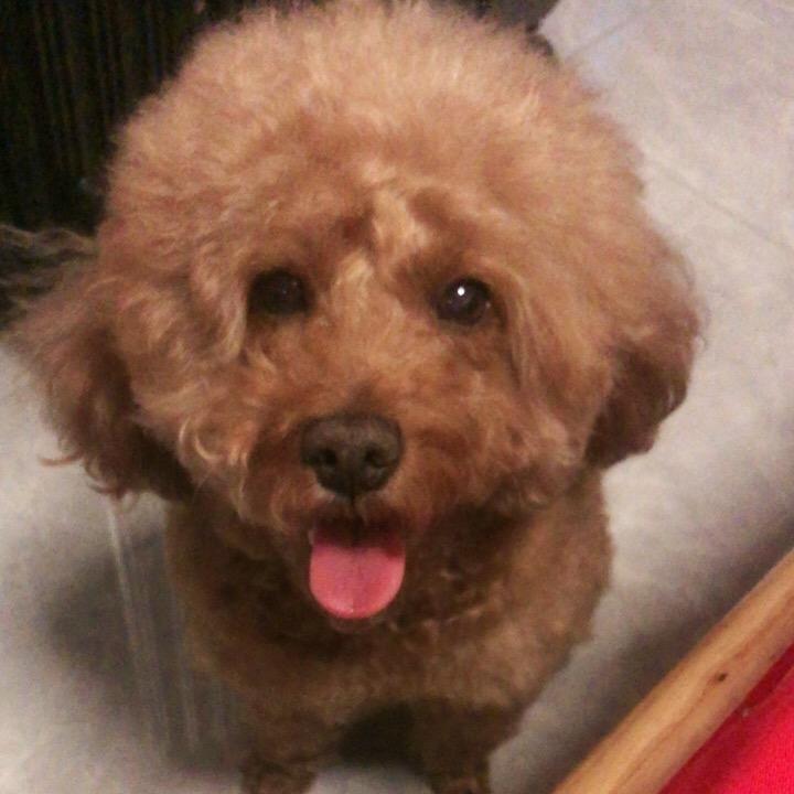 宠物豆豆（互相关注连赞拉黑）