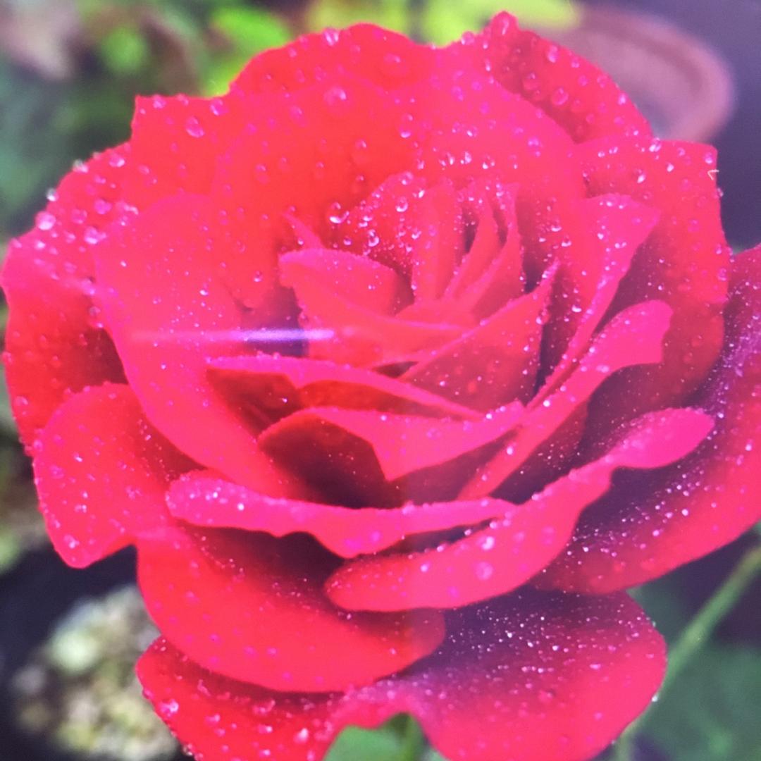 ॅॅ玊儿永恒经典ॅॅ