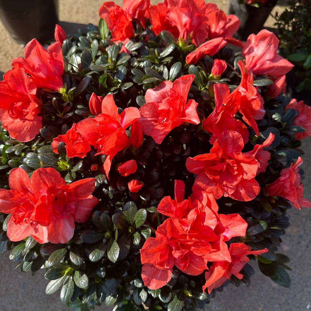好柿花园