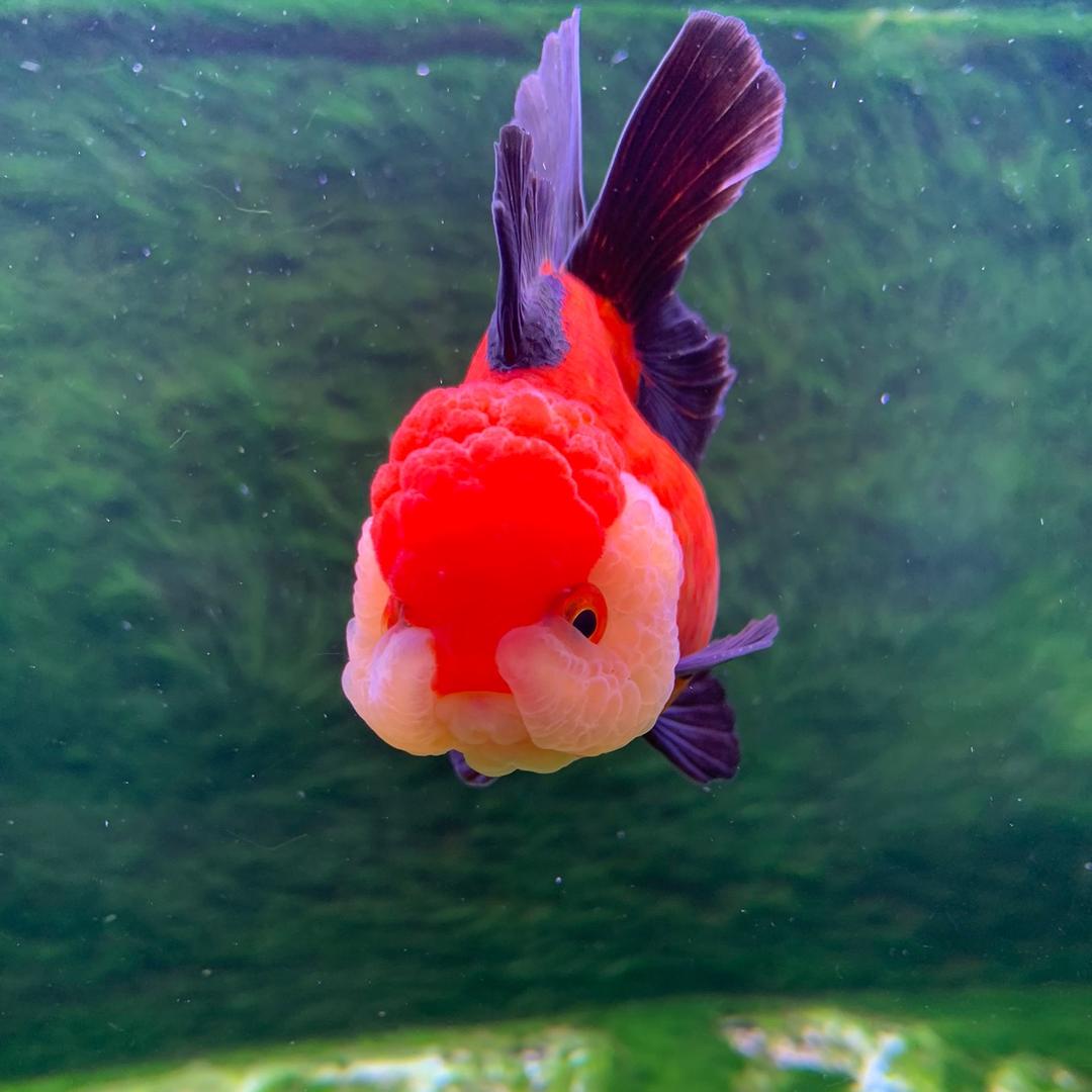 哎ﵪ哟哟