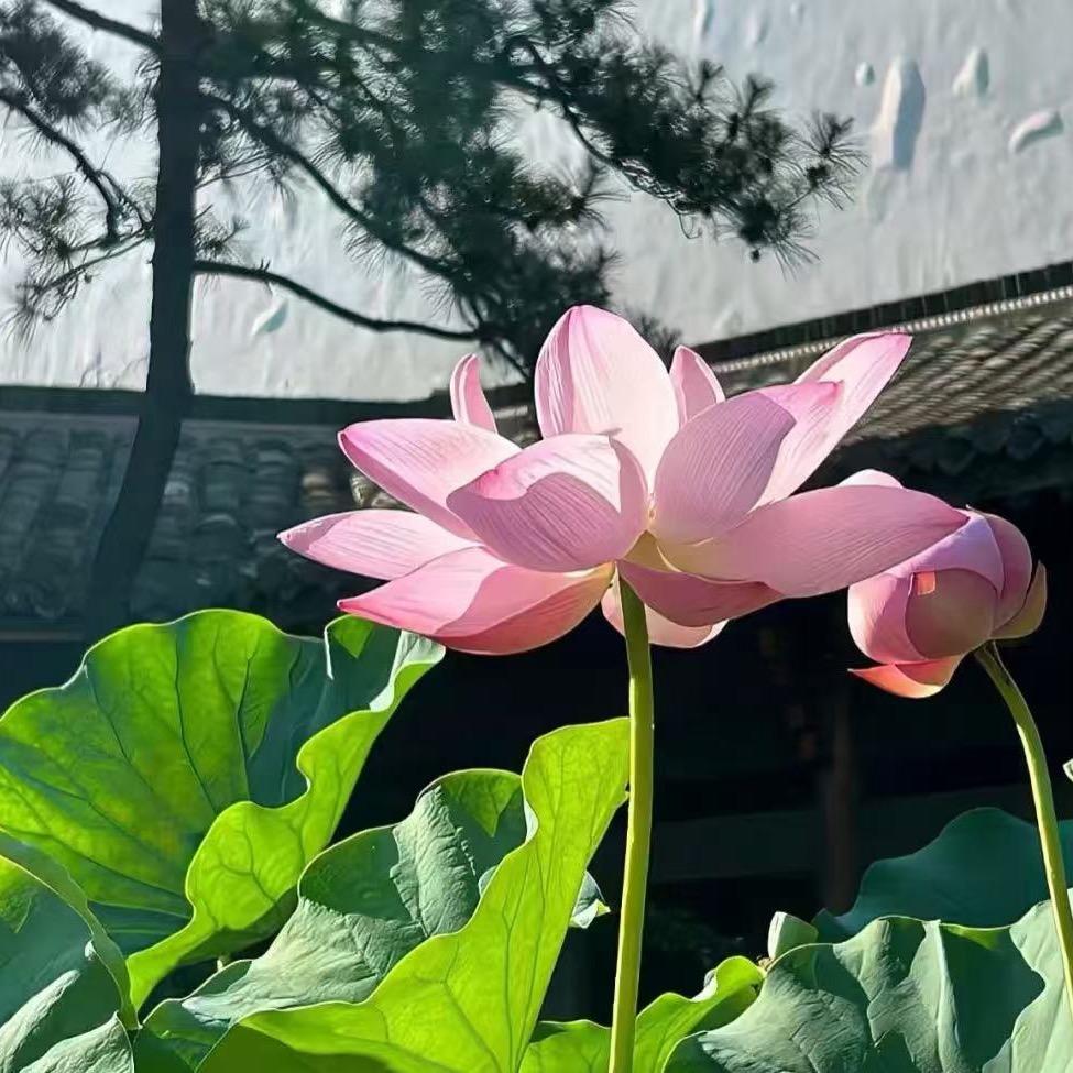 删除🥀回忆🕉️