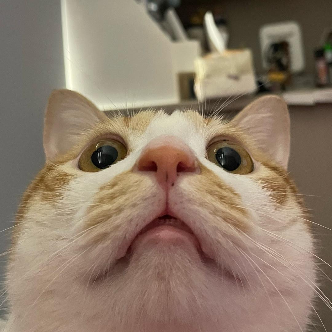 莉莉安（6.14登船版）