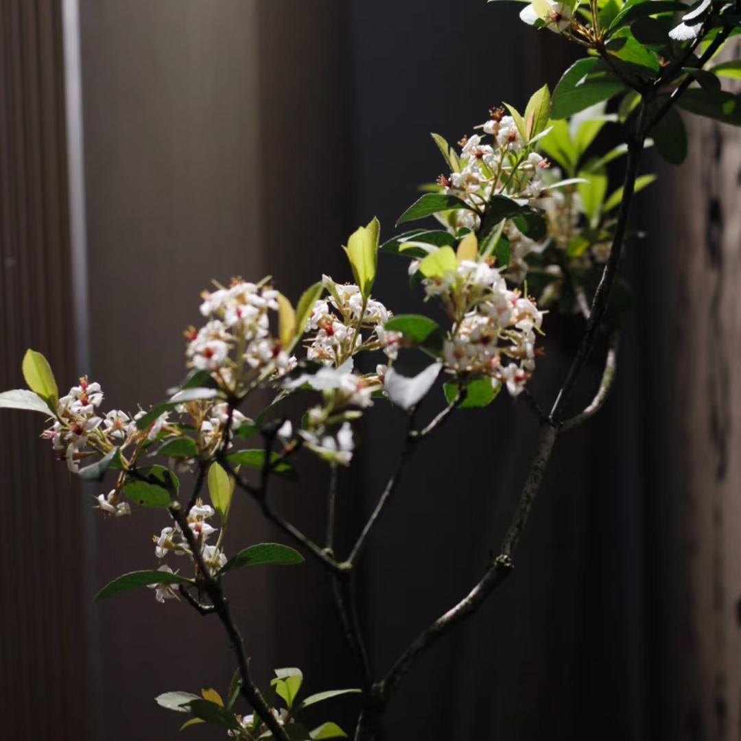 六嫂绿植花卉园艺