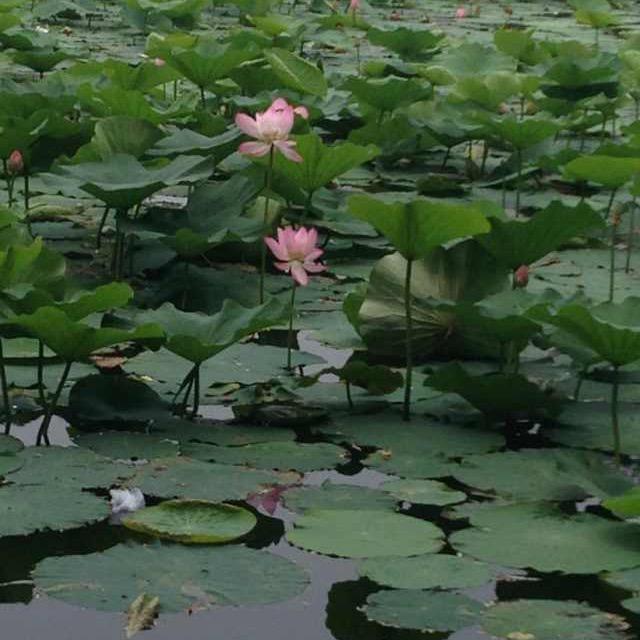 易万玉器厂手镯