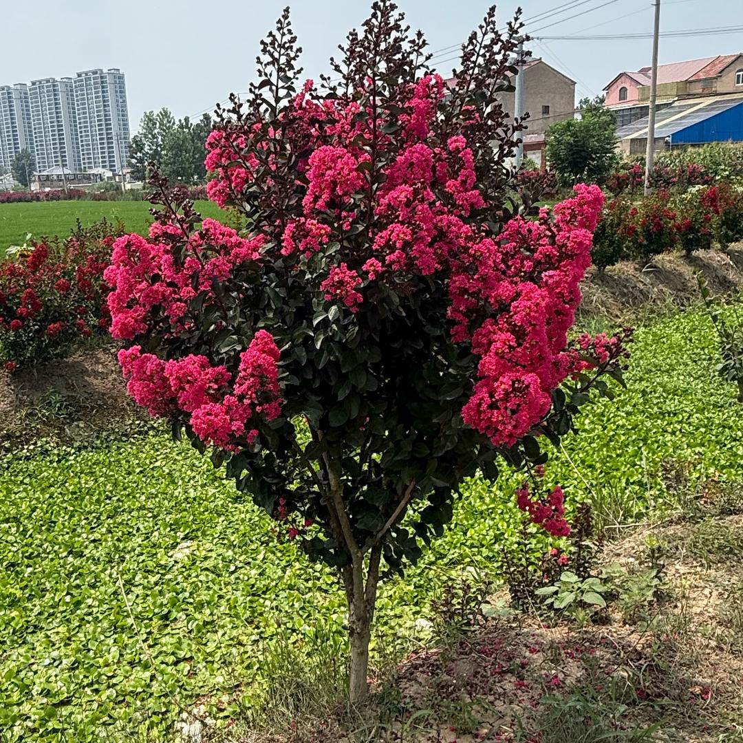 思思小院