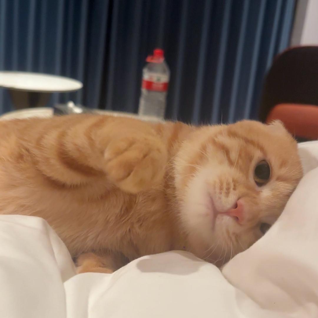 宇宙最帅屁屁大王