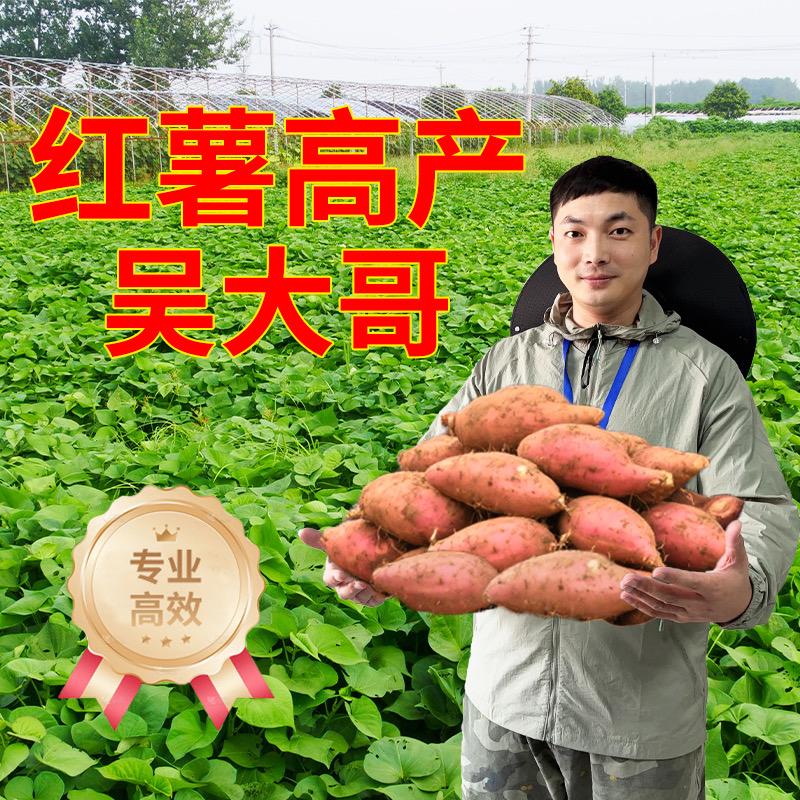 红薯种植吴大哥