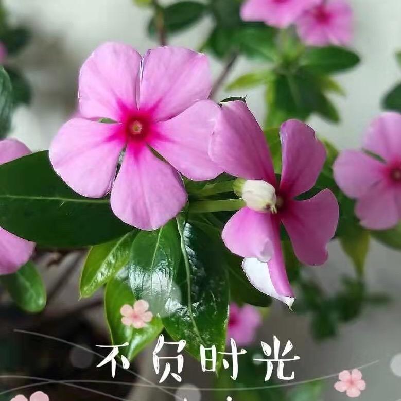 梅花