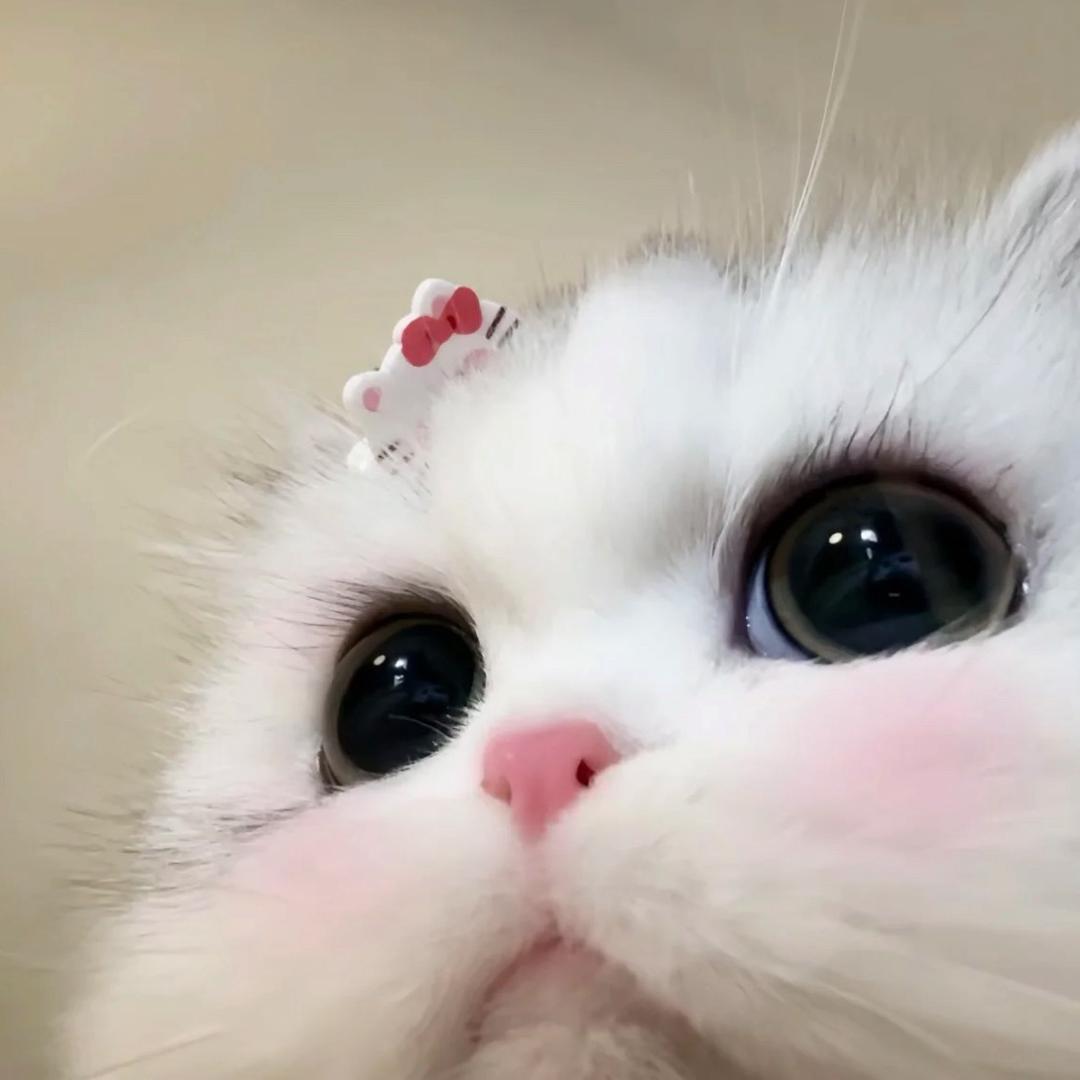 小熊蛋堡