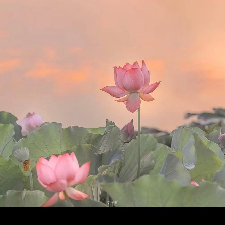 小太阳（芊塑俏）
