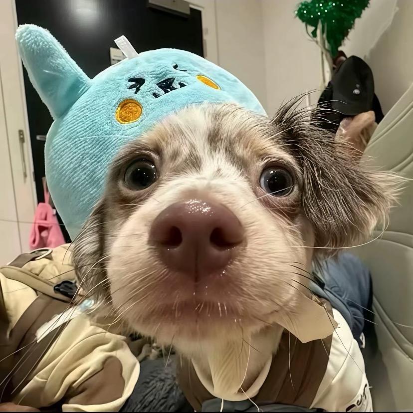 小豆包