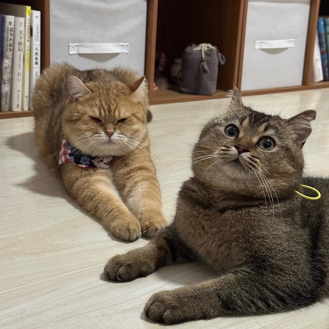 饼干与吨吨的日常