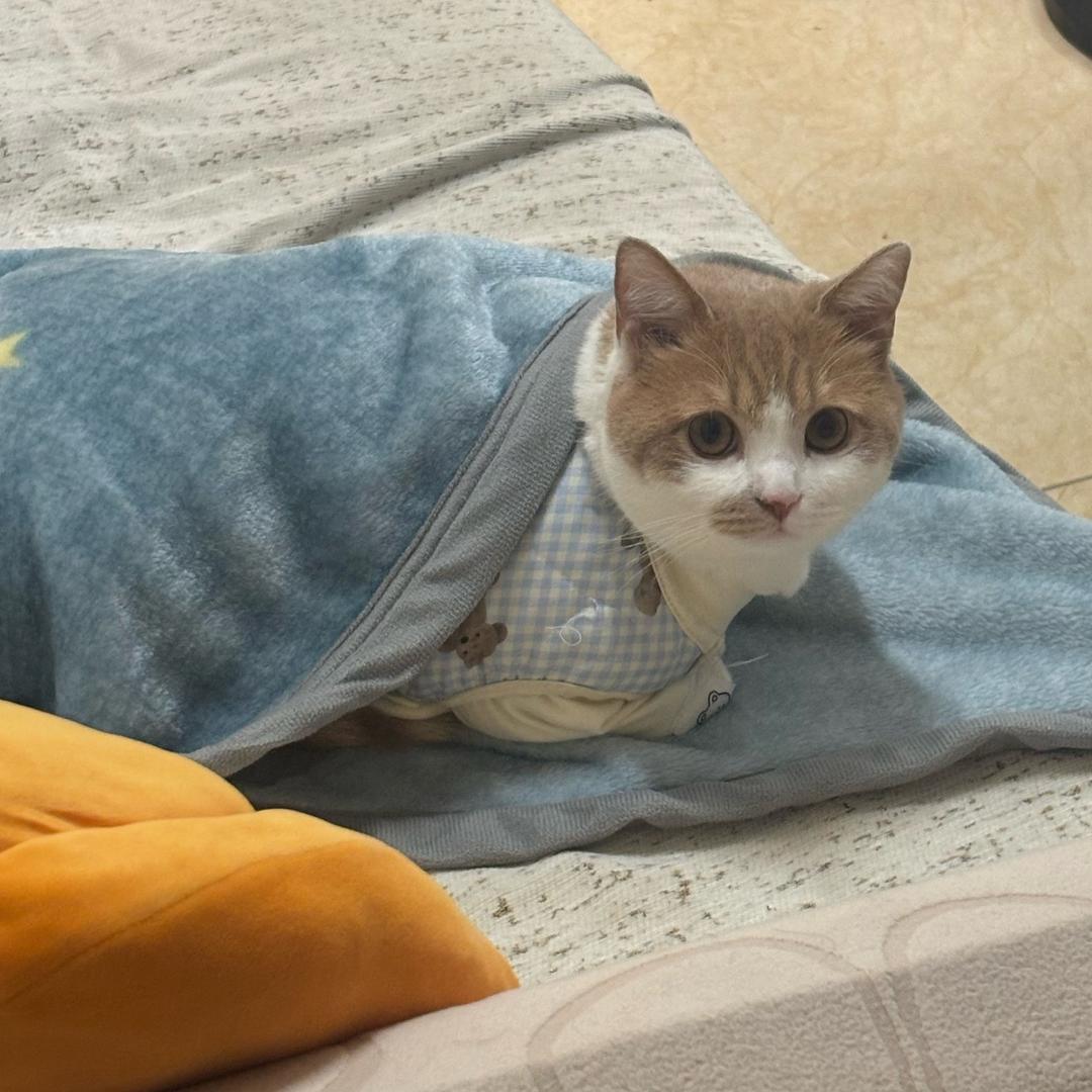 汤圆小宝🐱