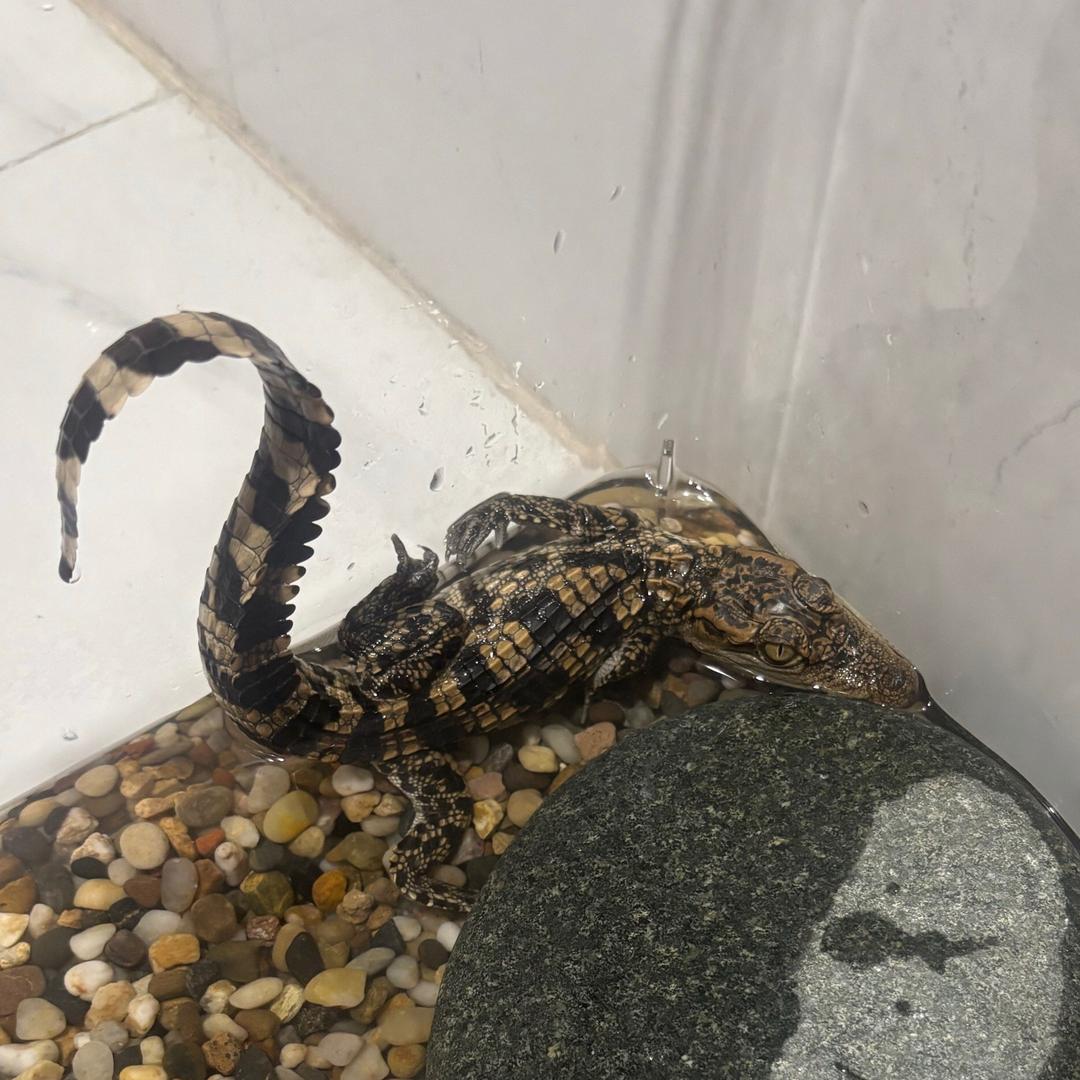🐊小鳄鱼