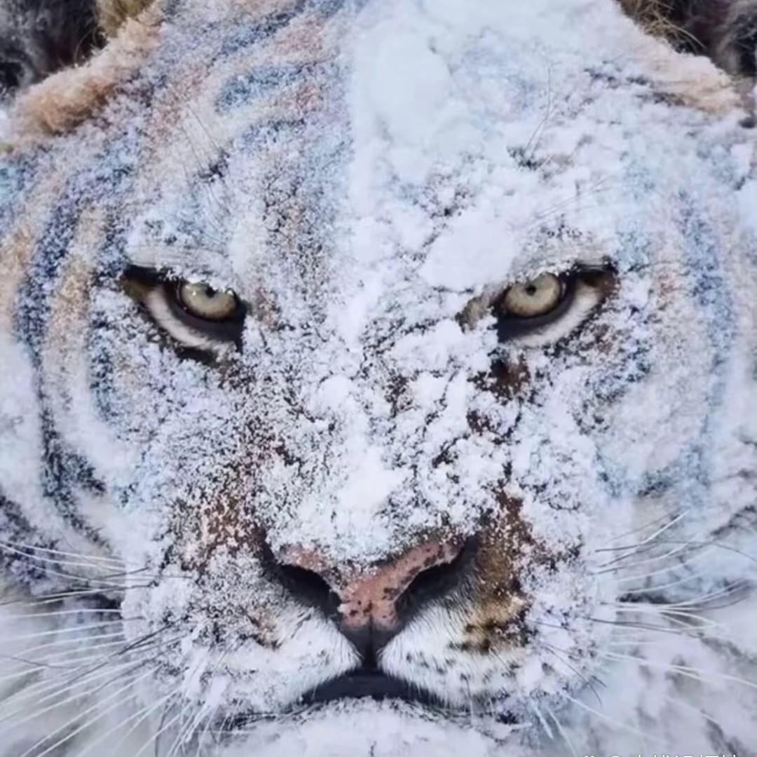 虞小笼（原虞山小笼包）