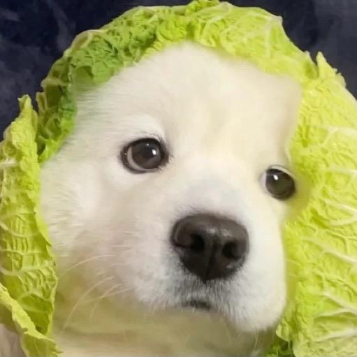 🌈超级无敌比奇堡恶霸o.O