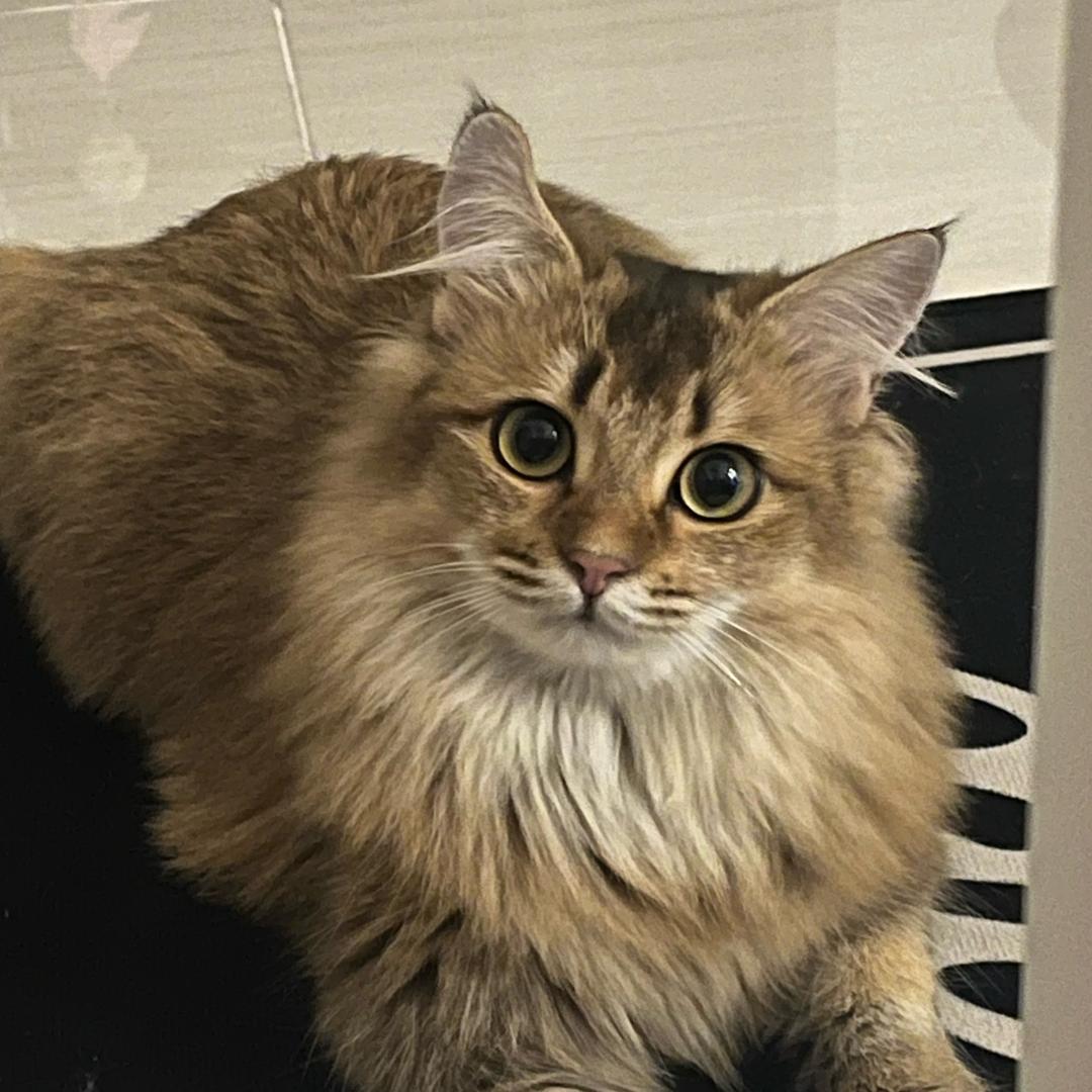 元宝是可爱的金渐层呀