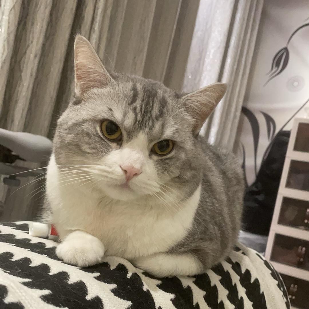 ღ招财猫ོꦿ࿐