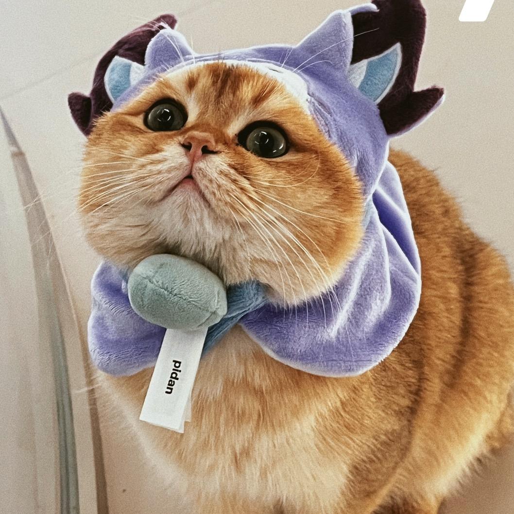 猫姐
