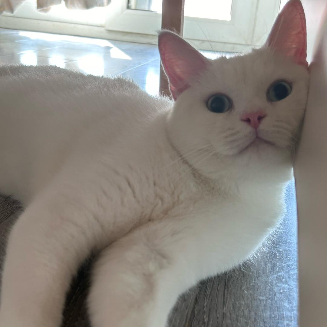 十一猫猫杂货铺