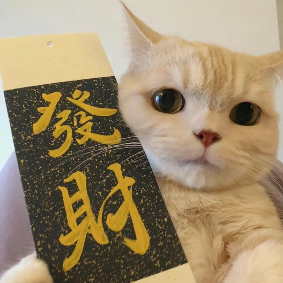 终极猫窝🐱