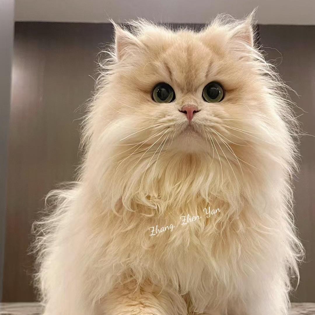 恬恬猫舍