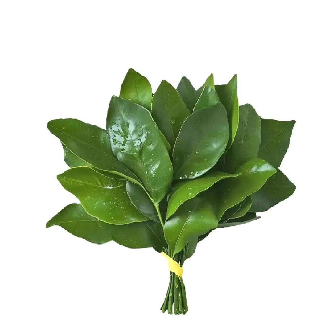 🍀好运y