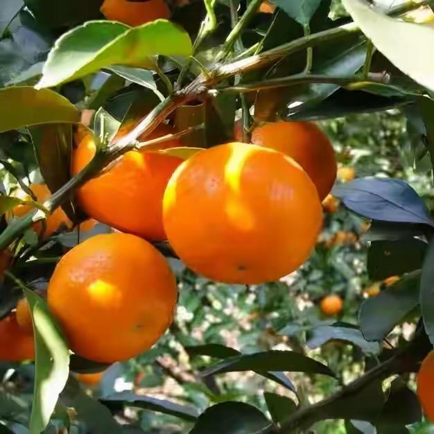 广西产地水果供应链『王』