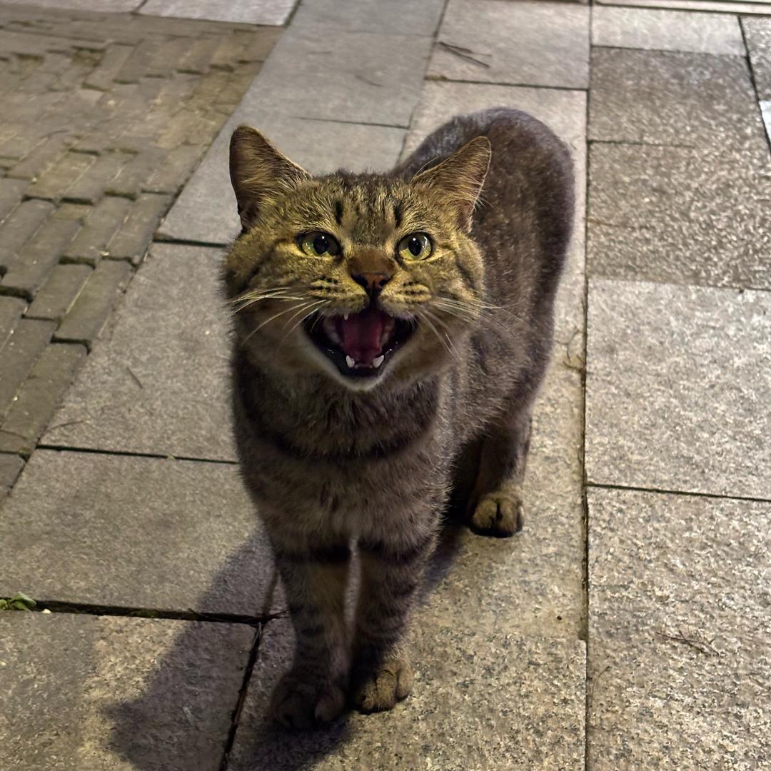 培耶耶