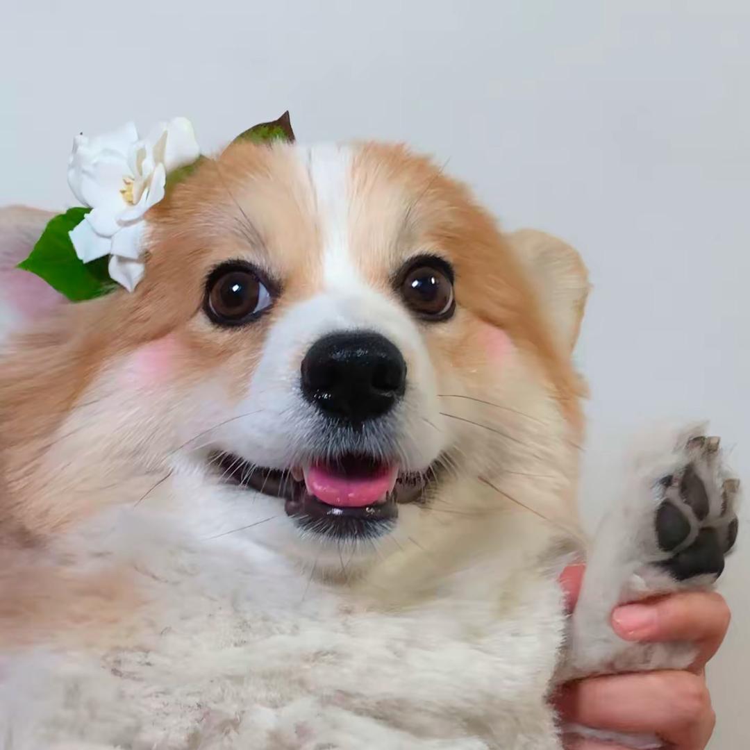 旺崽◍˃ᵕ˂◍