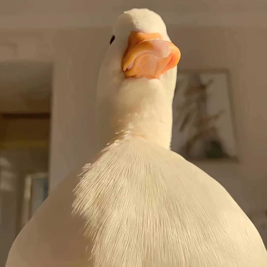 大鹅