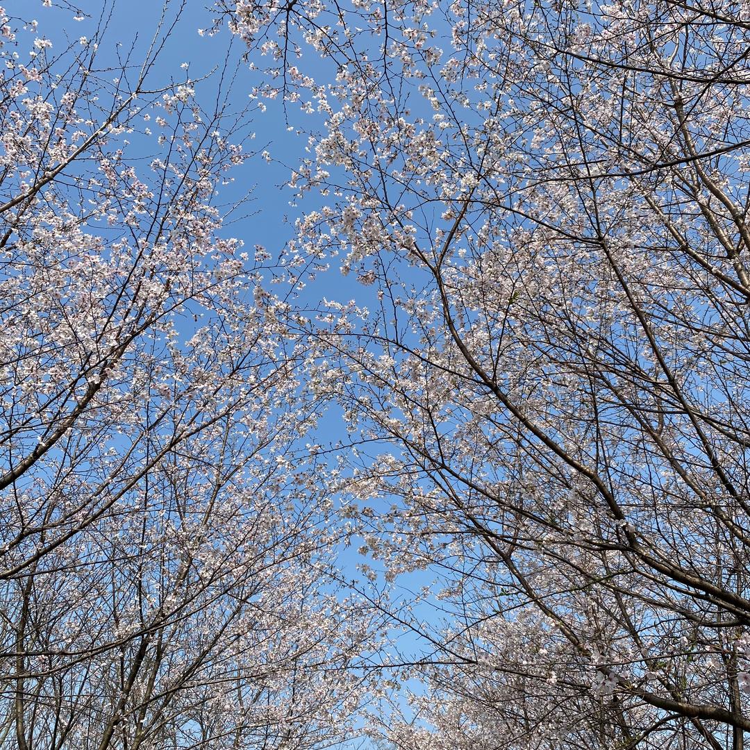 棉花糖