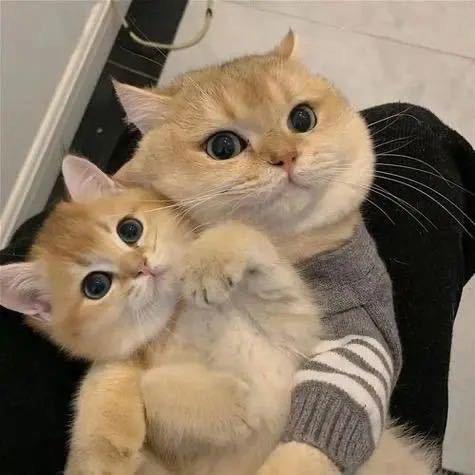 🖍️蜡笔小新眼子