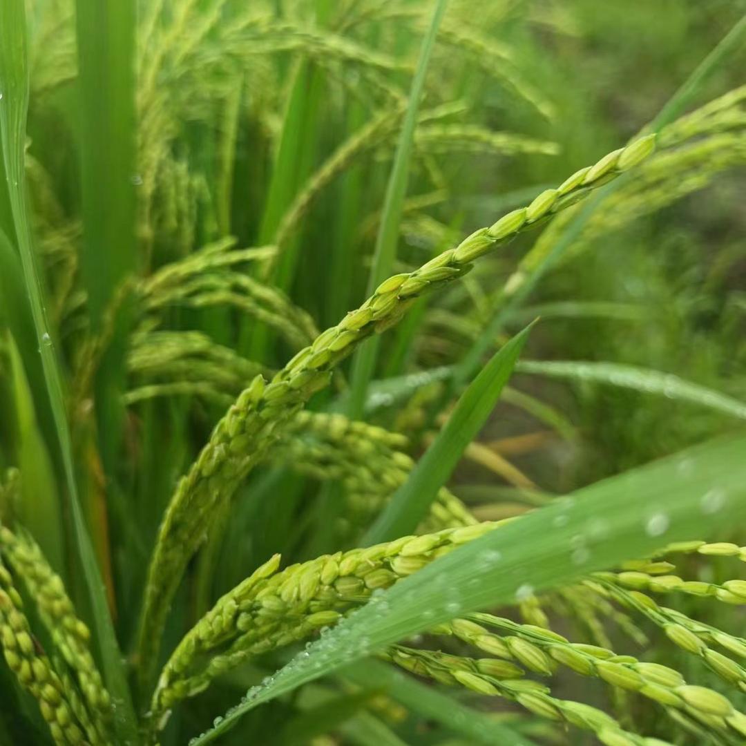 羊羊得意顺顺利利