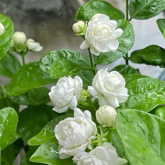 茉莉花茶🍵