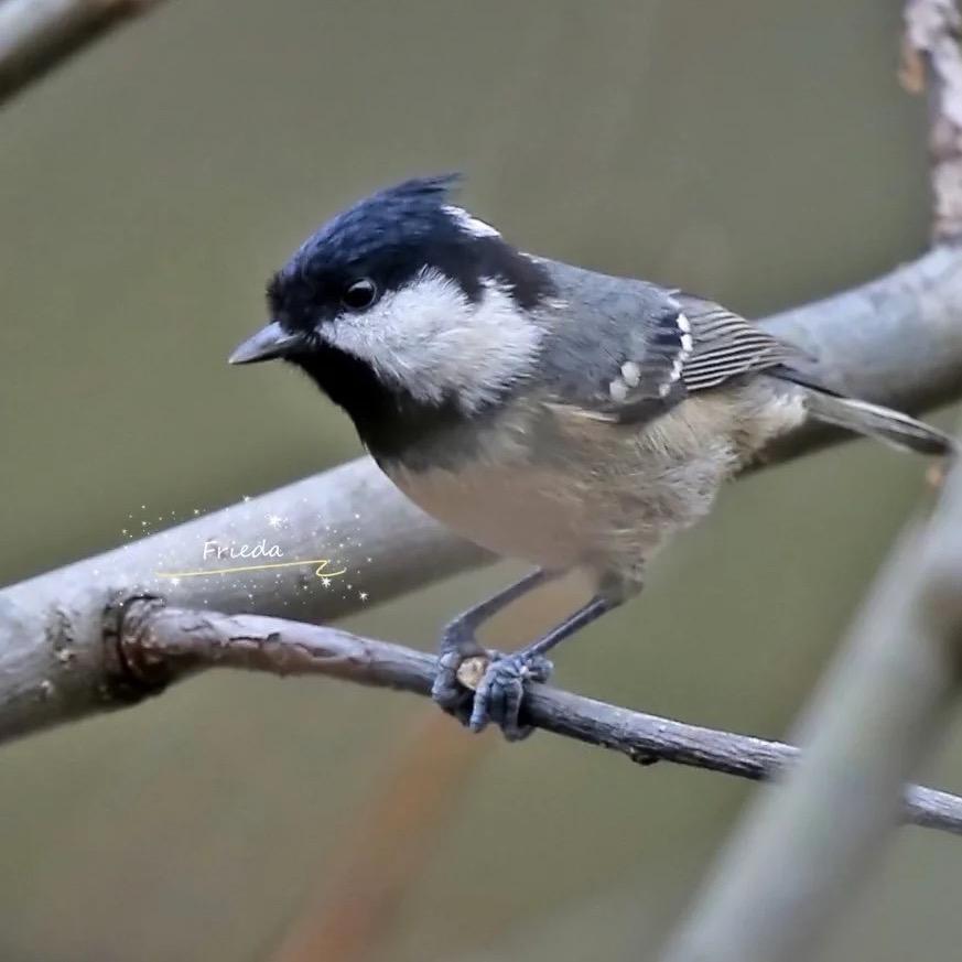 🌈🌈🌈辽M精品贝子