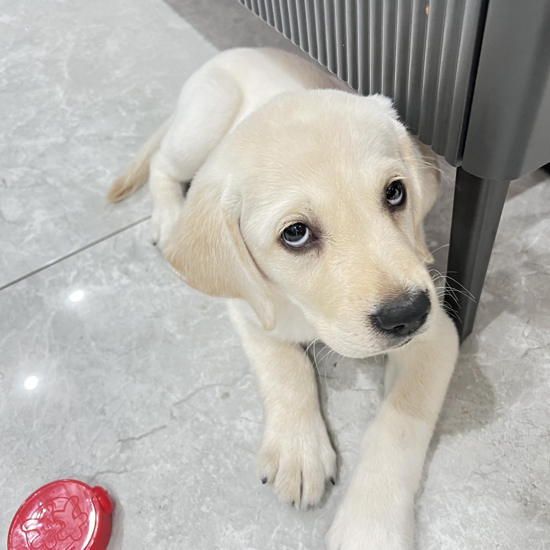 老谋深算又算不明白