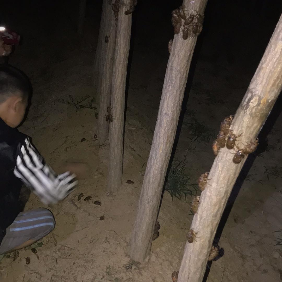冠润金蝉养殖基地