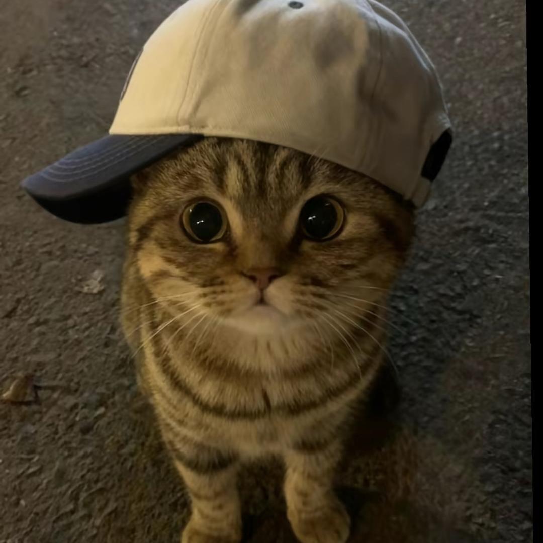 CC有只猫🐈