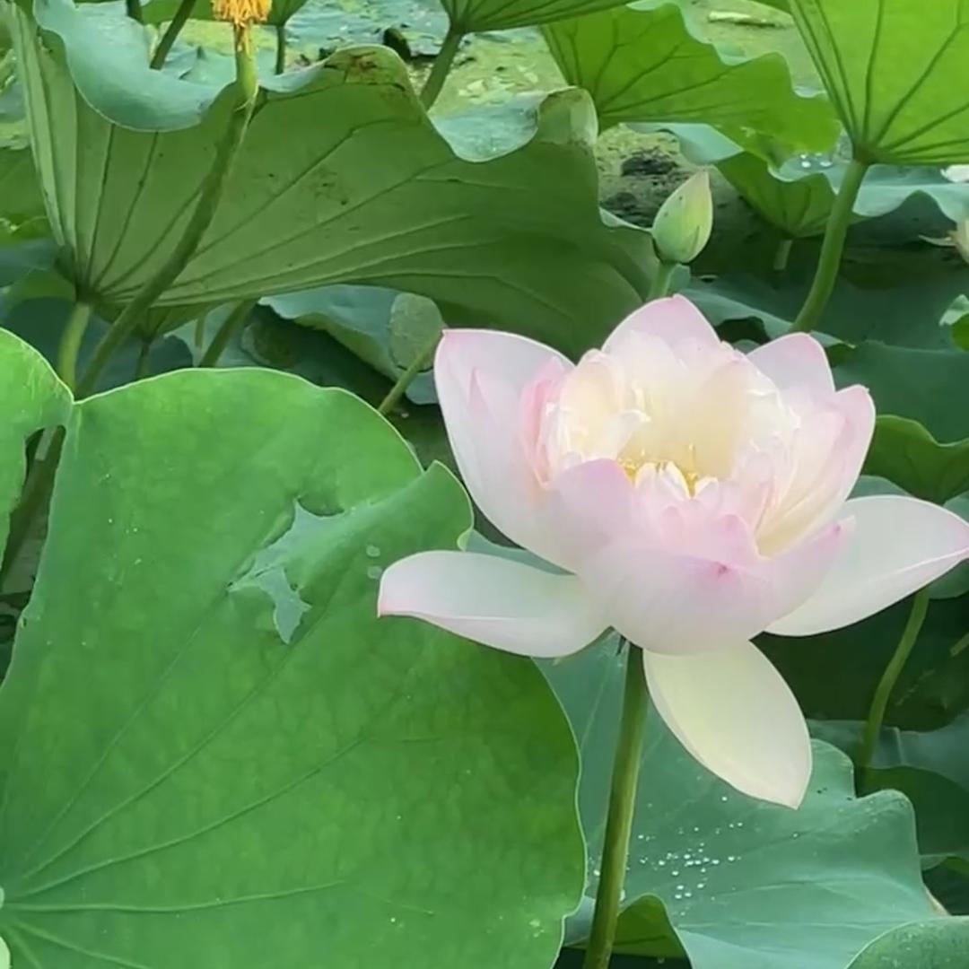 寒梅飘香